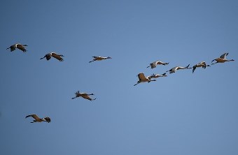 آغاز بازگشت پرندگان مهاجر