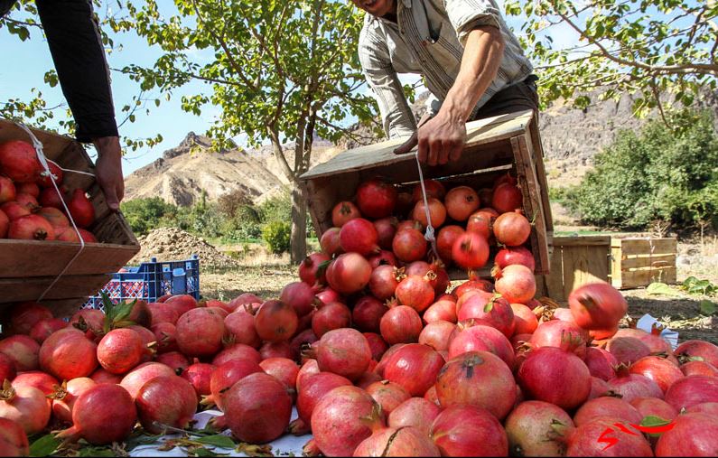 آغاز برداشت انار از باغات خضرآباد اشکذر