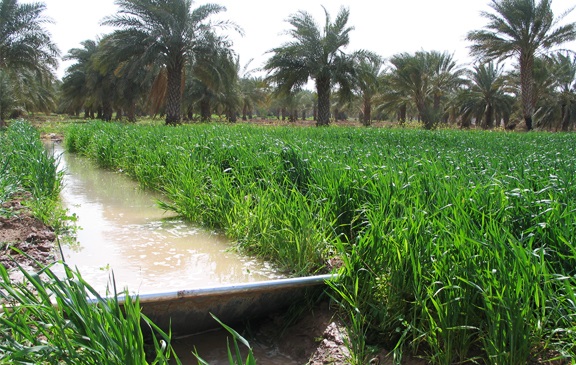 اصلاح آب بهاء نخلستان‌ها در گرو عملکرد نخلداران