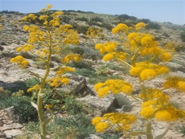 کشف و ضبط محموله غیر مجاز گیاه دارویی باریجه (قسنی) در شهرستان درگز