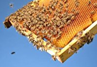 استقرار کلونی‌های زنبور عسل در باغات چهارمحال و بختیاری