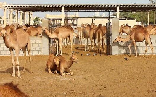 افزایش مصرف گوشت شتر، همزمان با سردتر شدن هوا