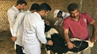 اجرای طرح واکسیناسیون رایگان دام در آزادشهر