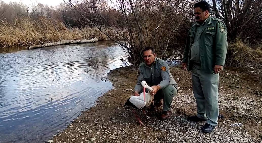 بازگشت یک بال لک لک به دامان طبیعت در شاهین دژ