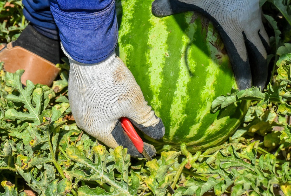 به این نوع هندوانه اصلا لب نزنید!