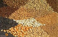 تامین ۶۵۰ تن گندم بذری در استان سمنان