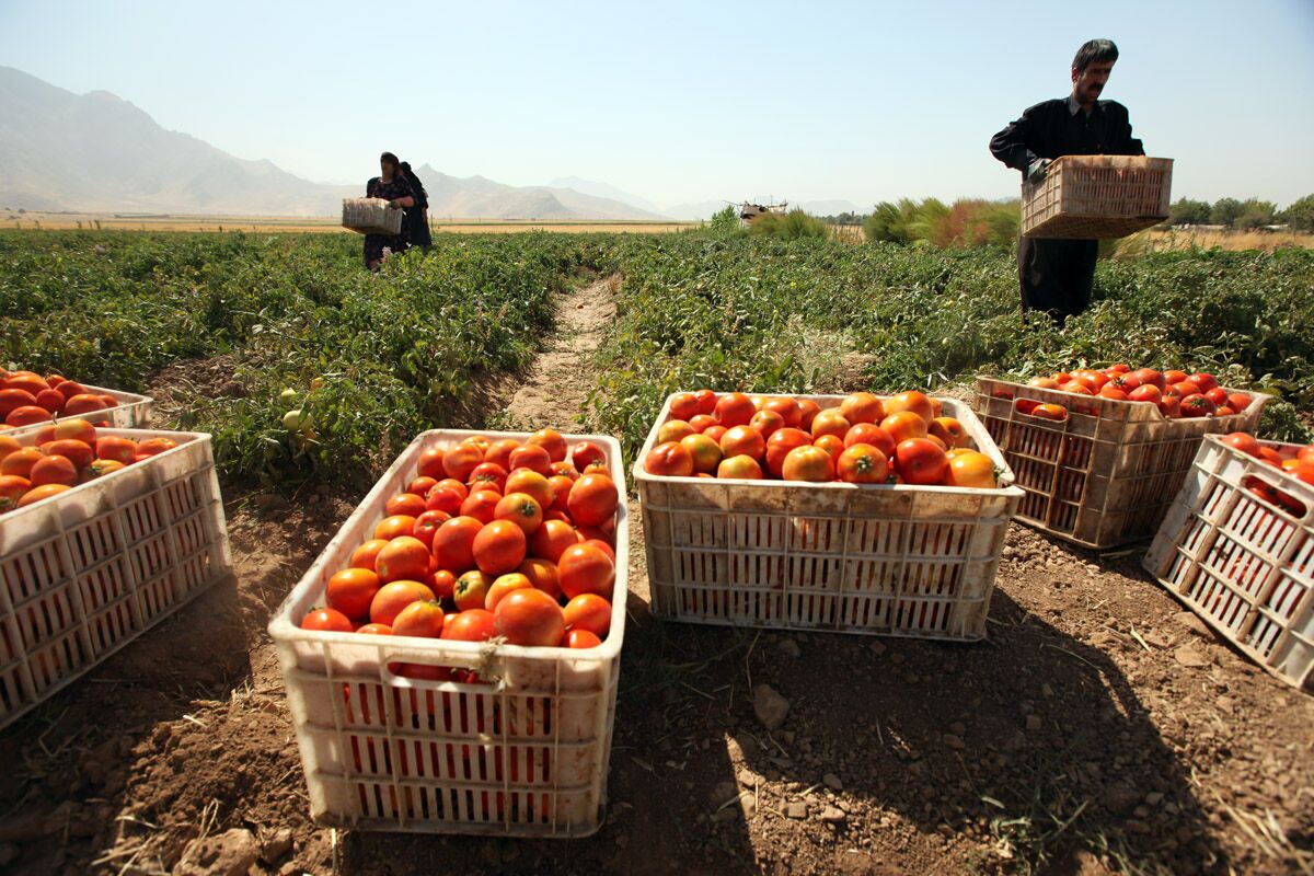 ارائه الگوی کشت تابستانه برای ۳۰۰ هزار هکتار اراضی کشاورزی خوزستان