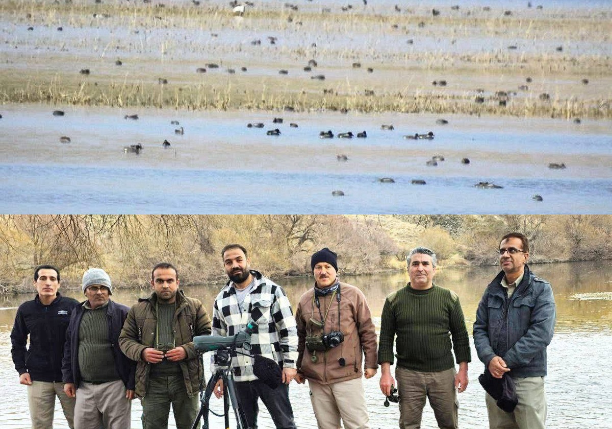 سرشماری زمستانه پرندگان آبزی و کنارآبزی در شهرستان بوکان