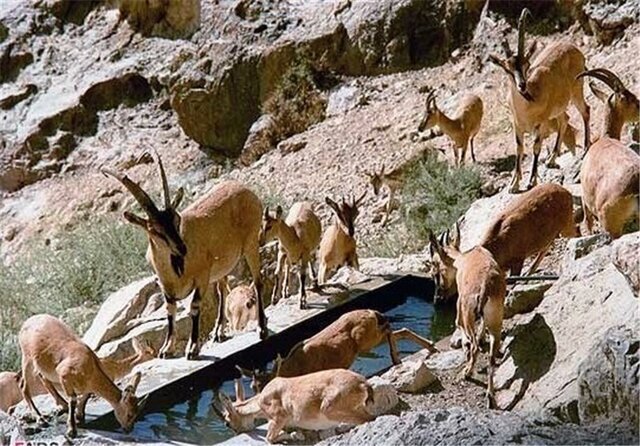 سرشماری بیش از ۱۴ هزار رأس از پستانداران در خراسان شمالی