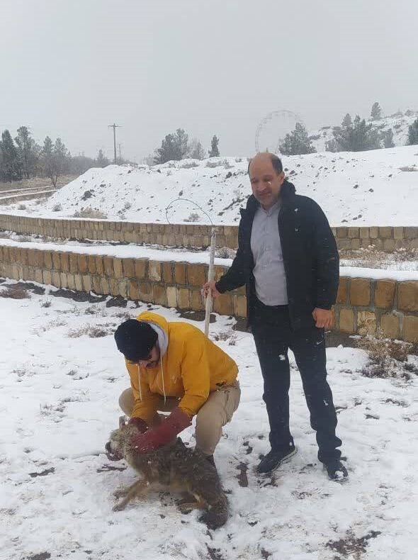 نجات یک قلاده شغال دچار سرما زدگی در سبزوار