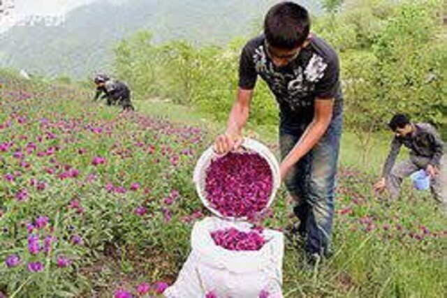 کشت گیاهان دارویی در ۱۷۰۰ هکتار از اراضی کهگیلویه و بویراحمد