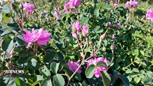 رونق گلاب گیری در مزارع سیستان وبلوچستان