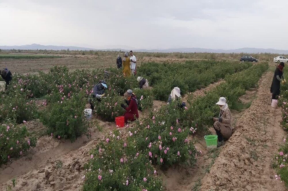 آغاز برداشت گل‌ محمدی در آذربایجان‌ غربی