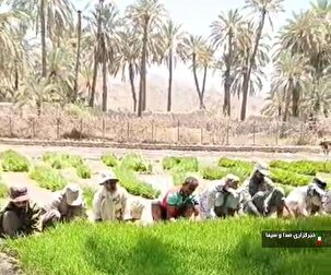 انتقال نشاء برنج در اراضی شهرستان سرباز
