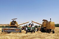 پیش‌بینی برداشت ۱۱۴ هزار تن جو از مزارع آذربایجان‌ غربی