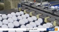 استان البرز رتبه ششم‌ تولید تخم مرغ در کشور