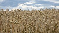 بررسی خسارت باد زدگی در مزارع گندم شهرستان خاتم