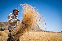 آغاز خرید تضمینی غلات در استان همدان