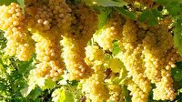 پیش‌بینی برداشت ۲ هزار تن انگور از باغات جنوب کرمان