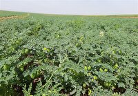 پیش بینی تولید ۸ هزار تُن حبوبات دیم در خراسان شمالی