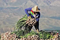برداشت ۲۸ هزار تن محصول سیر در منطقه مغان