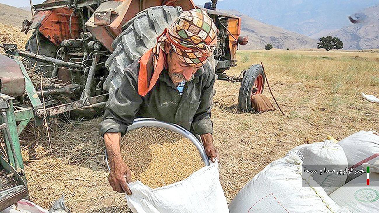 خرید گندم مازاد از کشاورزان لرستانی به ۳۰۰ هزار تن رسید