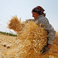 پیش بینی تولید یک میلیون و ۲۰۰ هزار تن گندم در استان