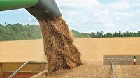 خرید ۱۲۵ هزار تن گندم از کشاورزان لرستانی