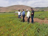 پیش بینی تولید ۳۰ هزار تن نخود در آذربایجان شرقی