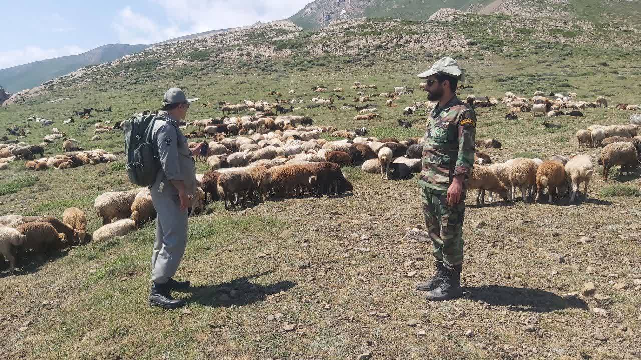 ورود غیرمجاز بیش از هزار راس دام به مراتع گیلان