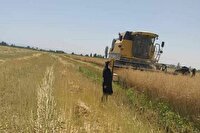 پیش‌بینی تولید ۱۳ هزار تن کلزا از مزارع آذربایجان‌ غربی