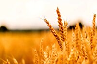 خوزستان در جایگاه برتر تولید گندم و چغندر در کشور