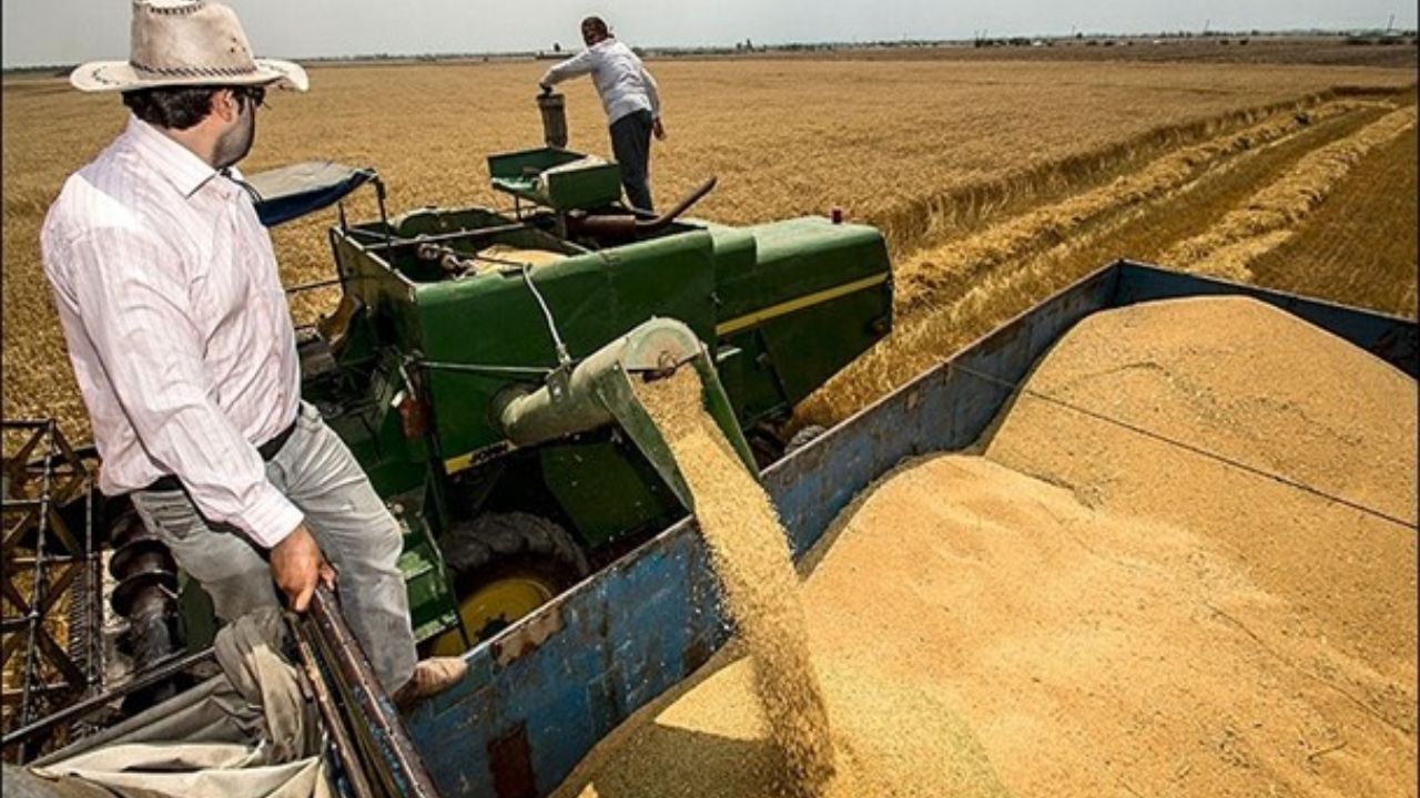 پیش بینی برداشت ۳۶ هزار تن جو در مشهد