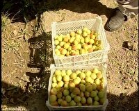 برداشت هشت هزار و ۶۰۰ تن زردآلو از  باغات سیستان و بلوچستان