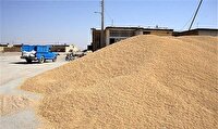 تعاون روستایی خراسان شمالی بیش از ۷ هزار تُن گندم خریداری کرد