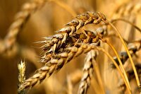 خرید تضمینی ۲۳ هزار تن  گندم  از کشاورزان استان کرمانشاه