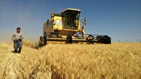 پیش بینی ثبت رکورد جدید تولید گندم در کردستان