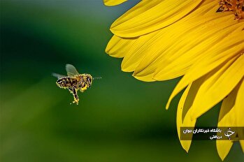 قلم دوربین/۱۱ شهریور ۱۴۰۳/گوناگون از جهان