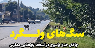 جولان سگ های ولگرد در معابر و کوچه های یاسوج