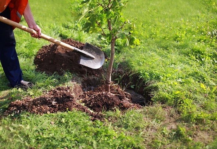 کاشت ۷۰ هزار اصله نهال در روستاهای خدابنده