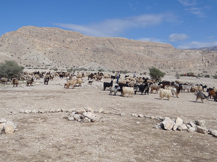 ۱۵ آبان زمان مجاز چرای دام در مراتع استان بوشهر