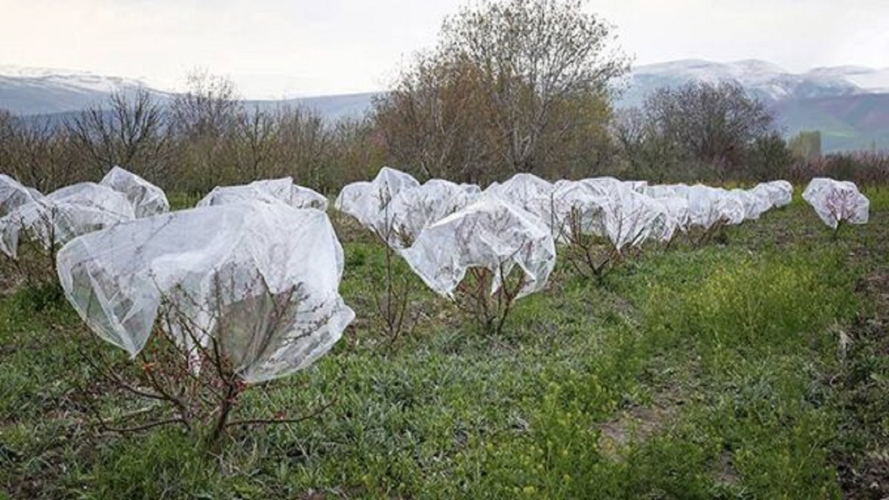 کشاورزان مراقب سرمازدگی بر اثر کاهش دما باشند