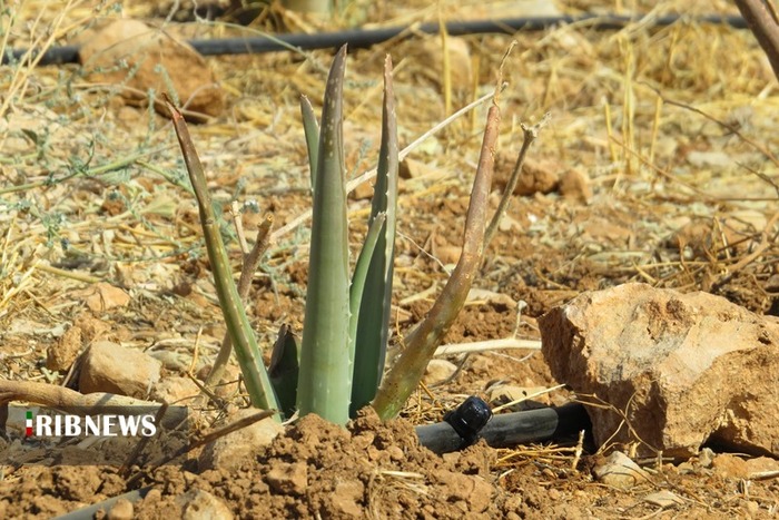 آغاز برداشت محصول آلوئه ورا در دهدشت